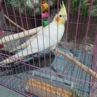 عروس هلندی ماده