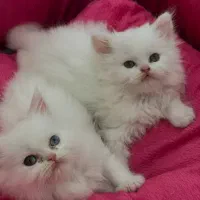 گربه پرشین