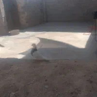 حراج طوقی درجه بک