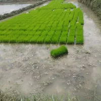 نشا احمدی روشن