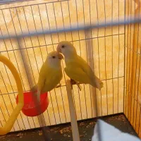 طوطی برزیلی کوتوله مولد رنگ خاص به شرط