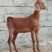 کهره مری چاق