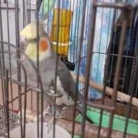 عروس هلندی رنگ آهوی