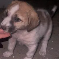 وتگذاری توله سگ گله ۲ ماهه ماده