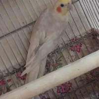 عروس هلندی نرمست رنگ خاص
