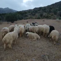 بره نر