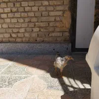 جوجه