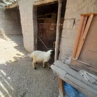 شادگان