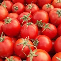 گوجه ناب برای رب