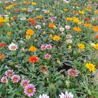 گل و گیاه فصلی|گل و گیاه طبیعی|شیراز, منصورآباد|دیوار
