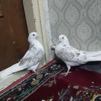 کفتر گنجه بر یجایی
