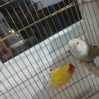 یک جفت طوطی برزیلی تخم گذار