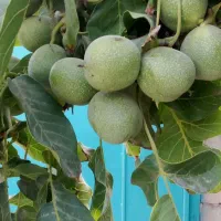 فروش گردو