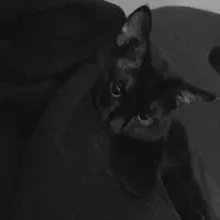 واگذاری گربه