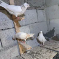 کفتر