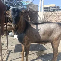 بز نر