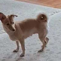 سگ‌ اشپیتز گمشده