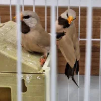 دو جفت فنج کرواتی بالغ