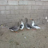 غاز