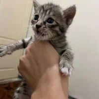 گربه