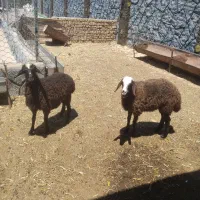 بره ماده
