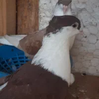 کبوتر سیدی