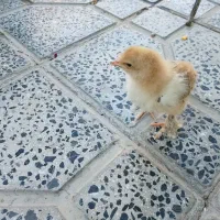 جوجه برهما و گلپایگانی و تخم گلین و سلطان