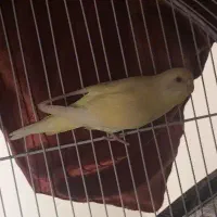 یک عدد مرغ عشق