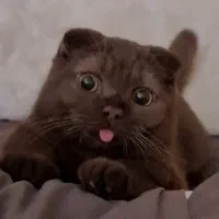 گربه چاکلت اورجینال زبون دراز