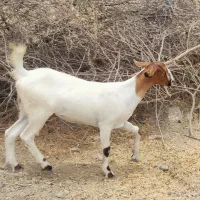 تعدادی گیسه چاق داشتی