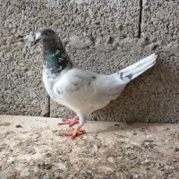 یک جفت کبوتر پرشی