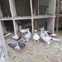 کفتر های رنگی چادری جزئ و کلی بفرش میرسه