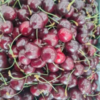 همکار برای میوه فروشی