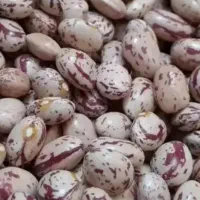 لوبیا چیتی