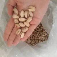پسته خام