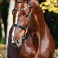 فروش اسب یکسر خارجی پرشی و درساژی