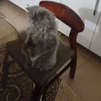 گربه پرشین شناسنامه دار واکسن زده