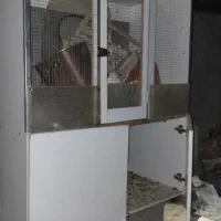 قفس فنج