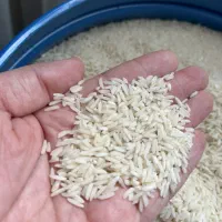 برنج طارم هاشمی اعلاء