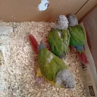 جوجه گرینجیک