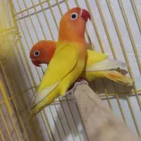 کوتوله برزیلی فیشر طلایی