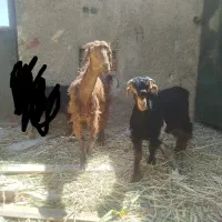 گوسفند