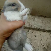 بچه خرگوش