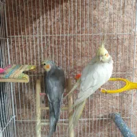 عروس هلندی