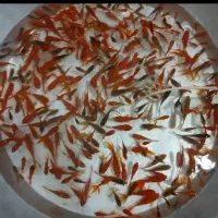 قیرمزبالغ مخلوط