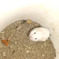 همستر|موش و خرگوش|اصفهان, بهارستان|دیوار