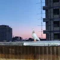 کبوتر فروشی