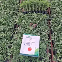 فروش نشا گوجه ۸۰۲۰،بدرو با قرارداد رسمی و باکیفیت
