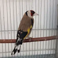 سهره چونه سفید