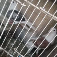 کبوتر پشت گراف